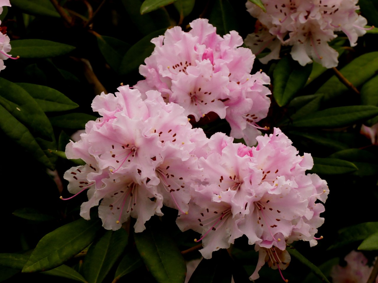 'Christmas Cheer' AGM